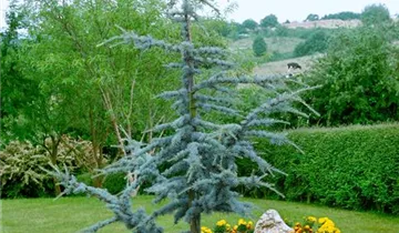 Zum Vergrößern klicken Bildvorschau