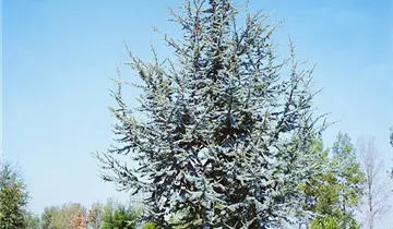 Zum Vergrößern klicken Bildvorschau