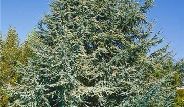 Zum Vergrößern klicken Bildvorschau