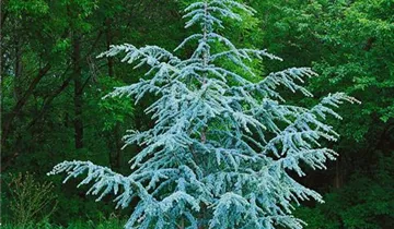 Zum Vergrößern klicken Bildvorschau