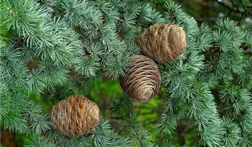 Zum Vergrößern klicken Bildvorschau