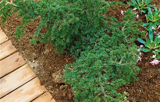 Zypern-Zeder Zypern-Zeder