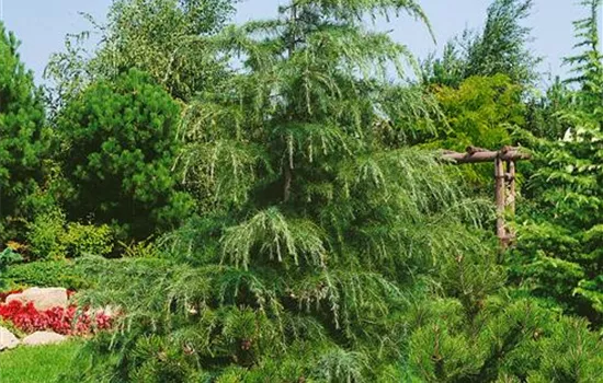 Himalaya-Zeder Himalaya-Zeder