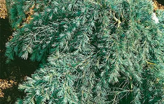 Himalaya-Zeder 'Feelin´ Blue' Himalaya-Zeder 'Feelin´ Blue'