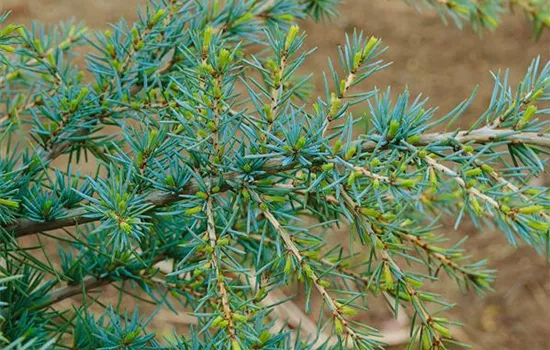 Himalaya-Zeder 'Karl Fuchs' Himalaya-Zeder 'Karl Fuchs'