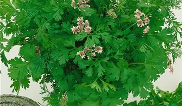 Zum Vergrößern klicken Bildvorschau