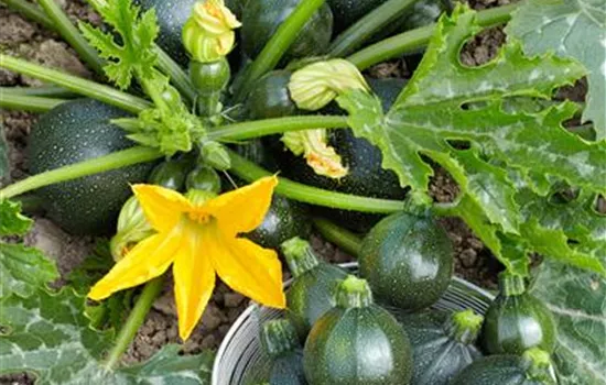 Gartenkürbis Gartenkürbis