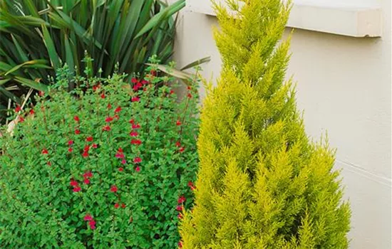 Zimmerzypresse Zimmerzypresse