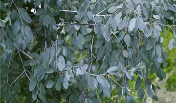 Zum Vergrößern klicken Bildvorschau