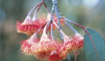 Zum Vergrößern klicken Bildvorschau