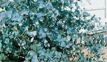 Zum Vergrößern klicken Bildvorschau