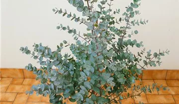 Zum Vergrößern klicken Bildvorschau