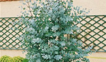 Zum Vergrößern klicken Bildvorschau