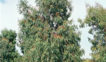 Zum Vergrößern klicken Bildvorschau