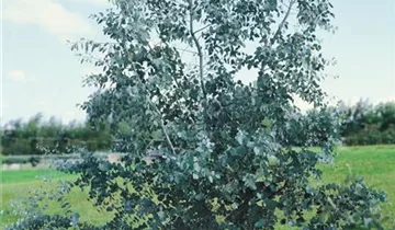 Zum Vergrößern klicken Bildvorschau