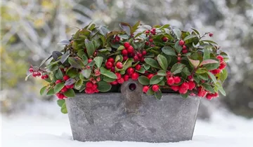 Zum Vergrößern klicken Bildvorschau