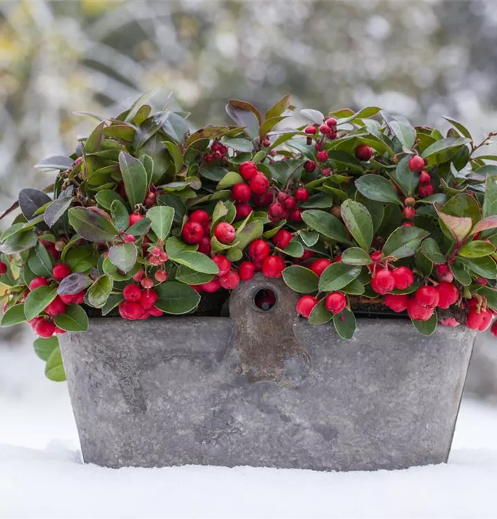 Rote Teppichbeere Rote Teppichbeere