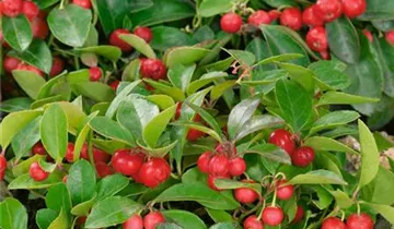 Zum Vergrößern klicken Bildvorschau