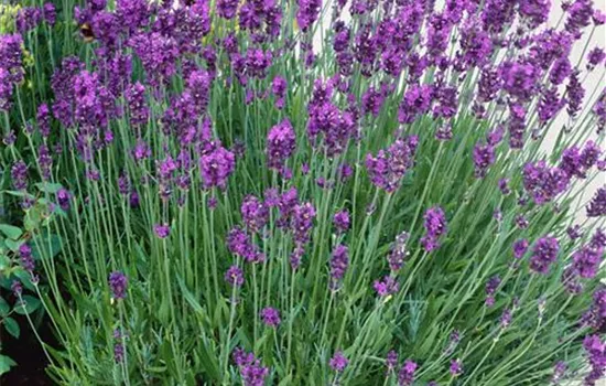Echter Lavendel Echter Lavendel