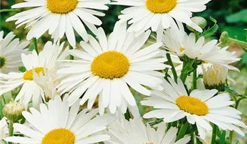 Zum Vergrößern klicken Bildvorschau