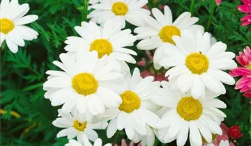 Zum Vergrößern klicken Bildvorschau