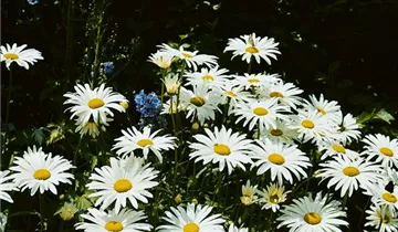 Zum Vergrößern klicken Bildvorschau