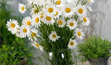 Zum Vergrößern klicken Bildvorschau