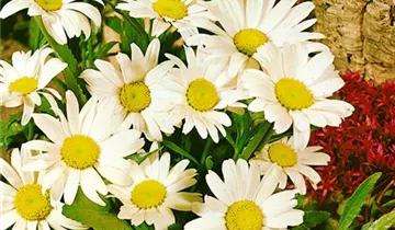 Zum Vergrößern klicken Bildvorschau