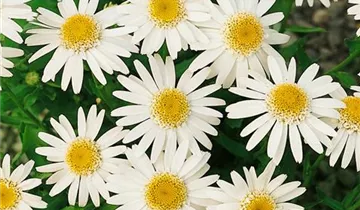 Zum Vergrößern klicken Bildvorschau