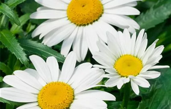 Großblumige Garten-Margerite Großblumige Garten-Margerite