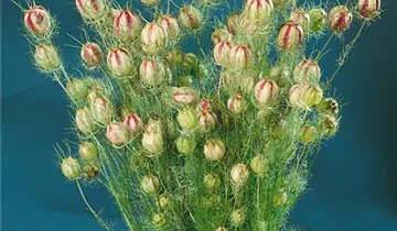 Zum Vergrößern klicken Bildvorschau