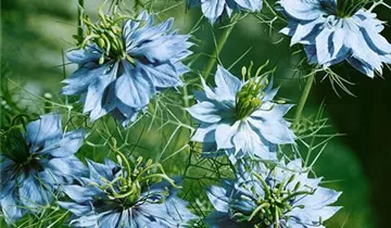 Zum Vergrößern klicken Bildvorschau