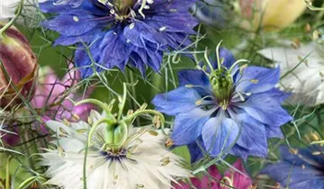 Zum Vergrößern klicken Bildvorschau