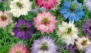 Zum Vergrößern klicken Bildvorschau