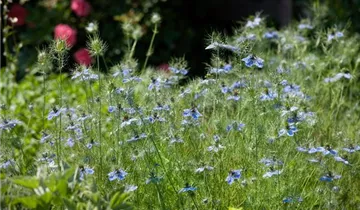 Zum Vergrößern klicken Bildvorschau