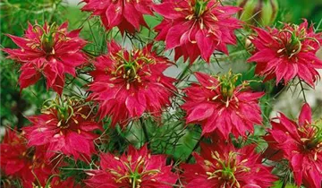 Zum Vergrößern klicken Bildvorschau