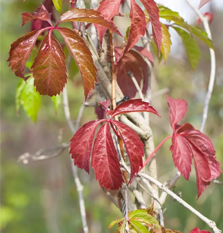 Parthenocissus