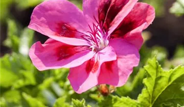 Zum Vergrößern klicken Bildvorschau