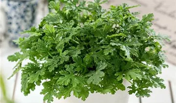 Zum Vergrößern klicken Bildvorschau