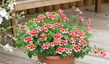 Zum Vergrößern klicken Bildvorschau