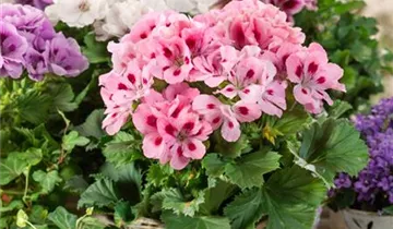 Zum Vergrößern klicken Bildvorschau