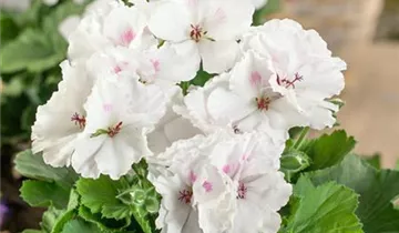 Zum Vergrößern klicken Bildvorschau