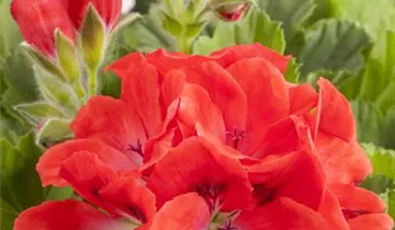 Zum Vergrößern klicken Bildvorschau