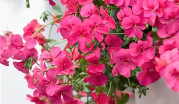 Zum Vergrößern klicken Bildvorschau