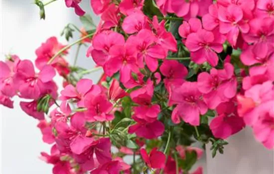 Hängegeranie Hängegeranie