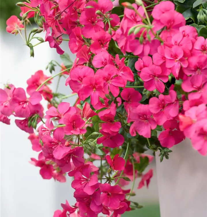 Hängegeranie Hängegeranie