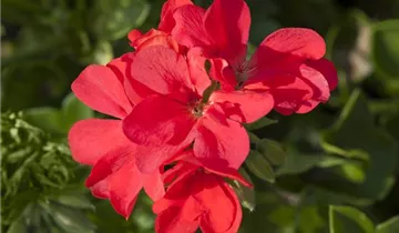 Zum Vergrößern klicken Bildvorschau