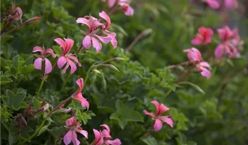 Zum Vergrößern klicken Bildvorschau