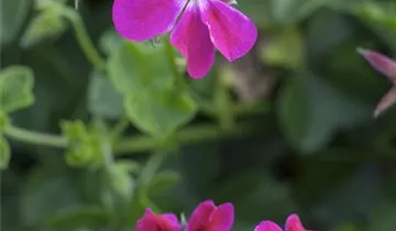 Zum Vergrößern klicken Bildvorschau