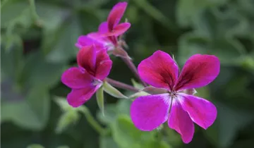 Zum Vergrößern klicken Bildvorschau